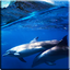 Dolphins +Sound Live Wallpaper 4.0