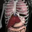 Anatomy 3D - Organs 1.1