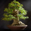 Bonsai Basics - Learn All About Growing Bonsai Trees 1.1