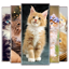 Cat Wallpapers 4.2.5