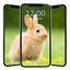 Cute Rabbit Wallpaper HD 6.2.0