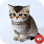 Kitten Sounds 2.2
