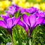 Beautiful Spring Flowers Live  1.0.7