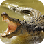 Crocodile Wallpapers