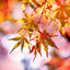 Beautiful Autumn Live Wallpape 1.0.6