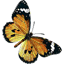 Butterflies 5.7