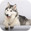 Husky licks glass Video LWP 3.0