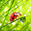Macro Photos Live Wallpaper 1.1.0