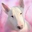 Bull Terier Dog Simulator 1.2.2