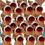 PopCat 3.3