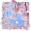 SakuraMoment