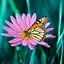 Butterfly Live Wallpaper 9.0