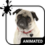 Cute Pug Keyboard Wallpaper HD 5.5.2