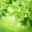 Leaves Live Wallpaper 1.0.7