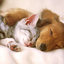 Animal Live Wallpaper 2.9