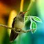 Hummingbirds Live Wallpaper 1.0.7