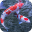 Koi 3D Live Wallpaper 2.0