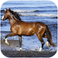 Amazing horses Video LWP 3.0