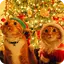 Christmas Cat Live Wallpaper 2.8.1