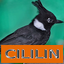 Master Kicau Cililin 1.7
