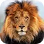 Lion HD Live Wallpaper 5.0
