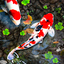 Koi Fish Live Wallpapers HD 1.3.3