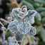 Winter and Autumn Flowers Live 1.0.6
