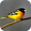 Oriole Bird Sounds 1.0