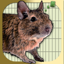 Donny Degu 1.1