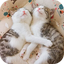 AppLock Theme Cute Cat 1.0.2