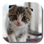 Scottish Fold Cat LWP 1.2