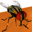 Be the Fly 1.1.4