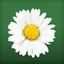 Daisy Flower Live Wallpaper 1.0.9