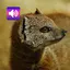 Mongoose Sound & Ringtones