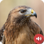 Hawk Sounds 3.0.1