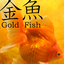 Gold Fish 3D free LWP 1.1.1