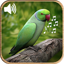 Birds Sounds Ringtones 1.7