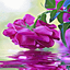 Purple Rose Swining LWP