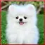 Cute Dog Wallpaper HD 1.5.1