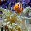 Real Fish Live Wallpaper 1.2