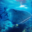 The Whale Shark 1.0.9