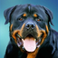 Rottweilers dog wallpapers 1.95