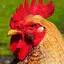 Rooster Sounds - Morning Alarm 4.0