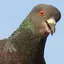 Birds attack 2.30