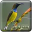 Pikat Burung Sogok Ontong MP3 1.0.0