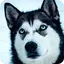 Husky Dog Wallpaper