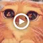 MemeSticker WASticker Animated