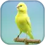 Canary Bird Sounds & Singing 1.0