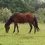 Horse Live Wallpaper 1.2