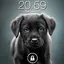 Puppy Dog Lock Screen